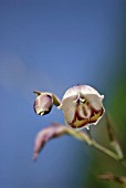 GLADIOLUS PAPILIO