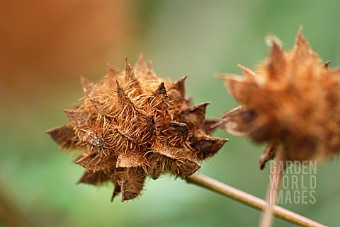 GLYCYRRHIZA_YUNNANENSIS