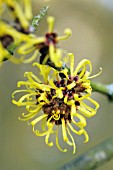 HAMAMELIS MOLLIS