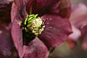 HELLEBORUS ORIENTALIS