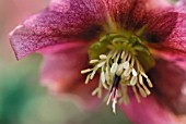 HELLEBORUS ORIENTALIS