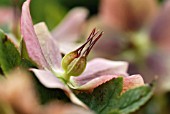 HELLEBORUS ORIENTALIS