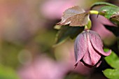 HELLEBORUS ORIENTALIS