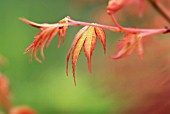 ACER PALMATUM KATSURA