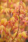 ACER PALMATUM KATSURA