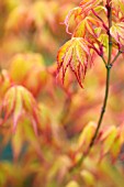 ACER PALMATUM KATSURA