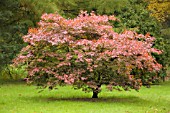 ACER PALMATUM NICHOLSONII