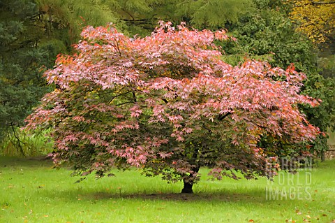 ACER_PALMATUM_NICHOLSONII