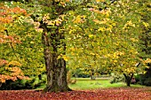 ACER RUBRUM SCHLESINGERI