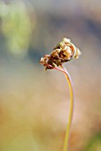 ADIANTUM VENUSTUM