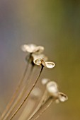 ALLIUM TUBEROSUM SEEDHEAD