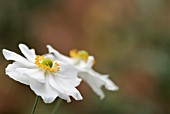 ANEMONE HYBRIDA HONORINE JOBERT