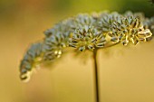 ANGELICA ARCHANGELICA SYN. ARCHANGELICA OFFICINALIS