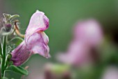 ANTIRRHINUM HISPANICUM ROSEUM