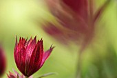 ASTRANTIA HADSPEN BLOOD