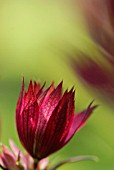 ASTRANTIA HADSPEN BLOOD