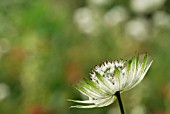 ASTRANTIA MAJOR ALBA