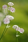 ASTRANTIA MAJOR SUBSP INVOLUCRATA SHAGGY