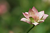 ASTRANTIA MAXIMA