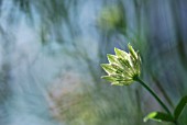 ASTRANTIA MAXIMA