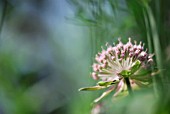 ASTRANTIA MAXIMA