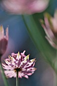 ASTRANTIA MAXIMA