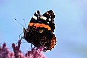 VANESSA ATALANTA & EUPATORIUM PURPUREUM