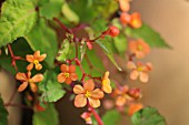 BEGONIA SUTHERLANDII