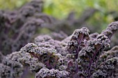 BRASSICA OLERACEA ACEPHALA VAR. SABELLICA REDBOR F1