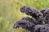 BRASSICA OLERACEA ACEPHALA VAR. SABELLICA REDBOR F1