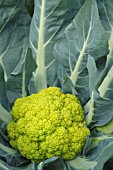 BRASSICA OLERACEA BOTRYTIS VAR. BOTRYTIS PANTHER F1