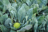 BRASSICA OLERACEA BOTRYTIS VAR. BOTRYTIS PIRAMIDE F1