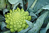 BRASSICA OLERACEA BOTRYTIS VAR. BOTRYTIS PIRAMIDE F1