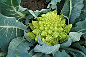 BRASSICA OLERACEA BOTRYTIS VAR. BOTRYTIS TIPOFF F1