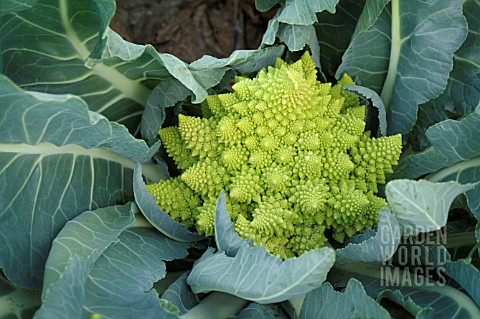 BRASSICA_OLERACEA_BOTRYTIS_VAR_BOTRYTIS_TIPOFF_F1