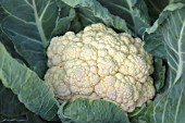 BRASSICA OLERACEA BOTRYTIS VAR. BOTRYTIS CASSIUS F1