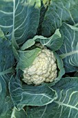 BRASSICA OLERACEA BOTRYTIS VAR. BOTRYTIS CASSIUS F1