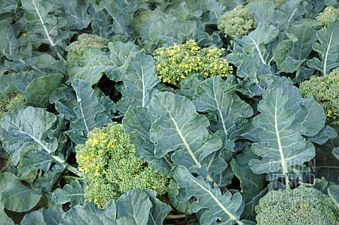 BRASSICA_OLERACEA_BOTRYTIS_VAR_CYMOSA_LORETO_F1