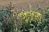 BRASSICA OLERACEA BOTRYTIS VAR. CYMOSA SANTEE F1