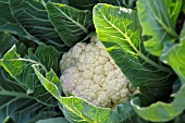 BRASSICA OLERACEA BOTRYTIS VAR. BOTRYTIS SKYWALKER F1, (CAULIFLOWER SKYWALKER F1)