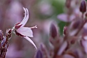 CAMPANULA PORTENSCHLAGIANA