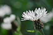 CENTAUREA CHEIRANTHIFOLIA