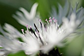 CENTAUREA CHEIRANTHIFOLIA