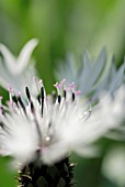 CENTAUREA CHEIRANTHIFOLIA