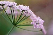 CHAEROPHYLLUM HIRSUTUM ROSEUM