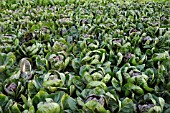 CICHORIUM INTYBUS VAR. FOLIOSUM FIERO