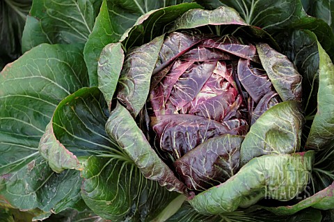 CICHORIUM_INTYBUS_VAR_FOLIOSUM_FIERO