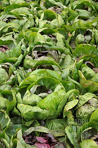 CICHORIUM_INTYBUS_VAR_FOLIOSUM_ROSSINI