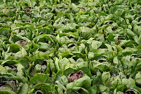 CICHORIUM_INTYBUS_VAR_FOLIOSUM_ROSSINI