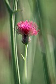 CIRSIUM RIVULARE ATROPURPUREUM